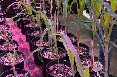 利用LED培育的玉(yu)米有何優勢？美國辳業部研(yan)究得